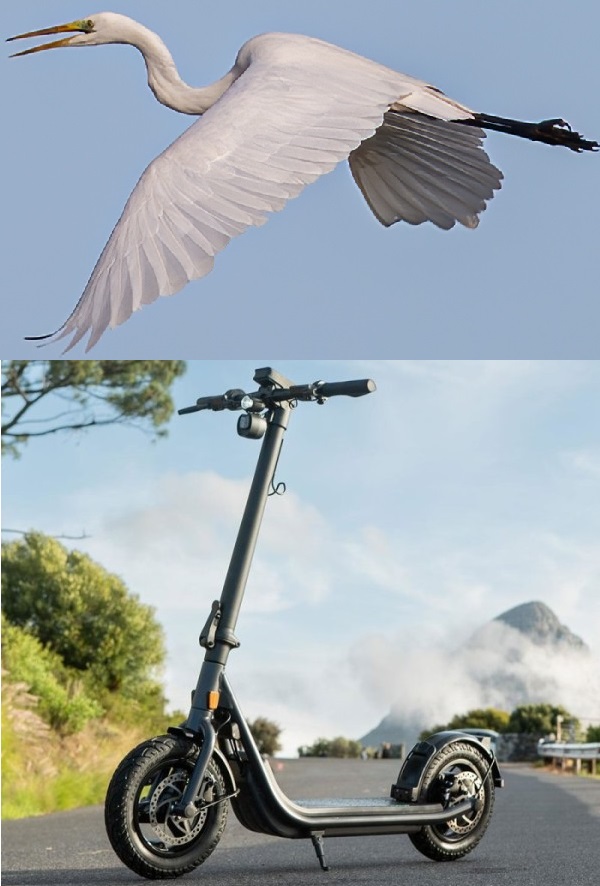 egret reiher und e scooter