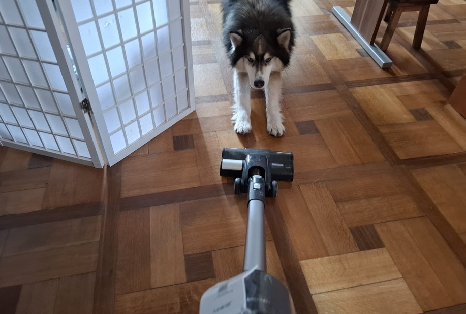 Der Jimmy säubert und schon das Parkett!